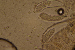 Ascozonus woolhopensis