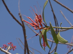 Spondias purpurea