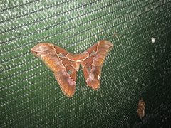 Rothschildia triloba