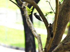 Yungipicus moluccensis