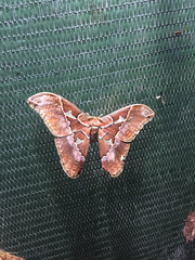 Rothschildia triloba