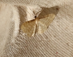 Idaea fuscovenosa
