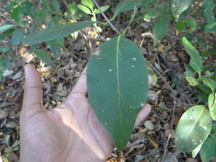 Avicennia bicolor