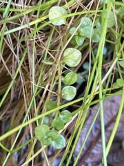 Lysimachia tenella