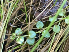 Lysimachia tenella