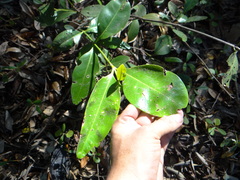 Avicennia bicolor