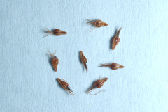 Rhynchospora capitellata