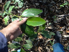 Avicennia bicolor