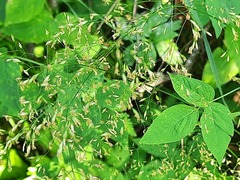 Poa nemoralis