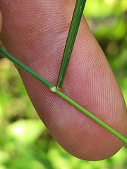 Poa nemoralis