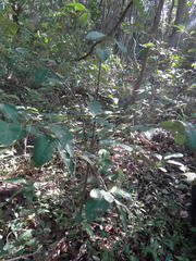 Avicennia bicolor