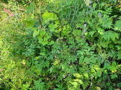 Poa nemoralis
