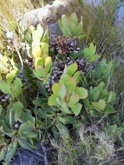 Protea speciosa