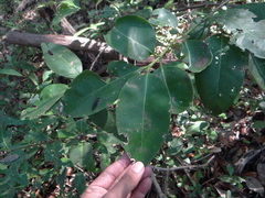 Avicennia bicolor