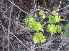Euphorbia esula