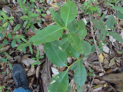 Avicennia bicolor