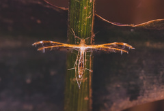 Oxyptilini