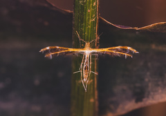 Oxyptilini