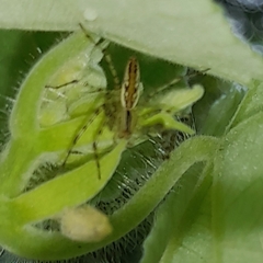 Peucetia rubrolineata