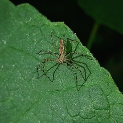 Peucetia rubrolineata