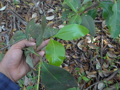 Avicennia bicolor