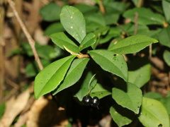 Ardisia chinensis