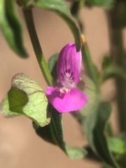 Dicliptera resupinata