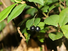 Ardisia chinensis