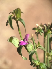 Dicliptera resupinata