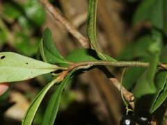 Ardisia chinensis