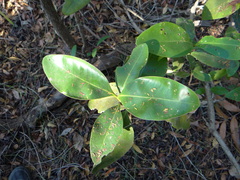 Avicennia bicolor
