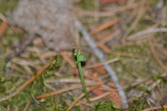 Botrychium pallidum