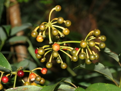Ardisia virens