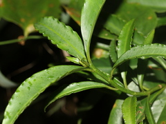 Ardisia virens