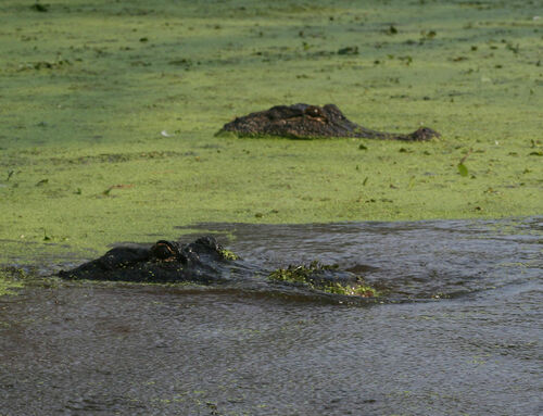 American Alligator photographed in Arkansas