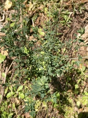 Cytisus