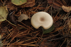 Clitocybe metachroa