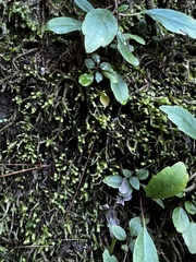 Fissidens asplenioides