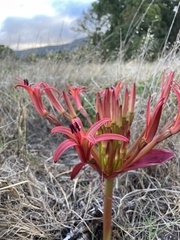 Brunsvigia orientalis