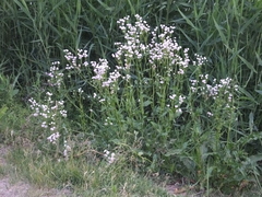 Erigeron philadelphicus