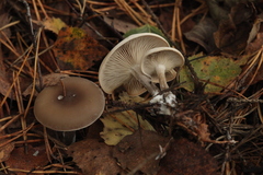 Clitocybe metachroa
