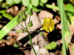 Youngia japonica