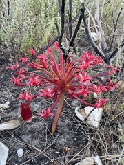 Brunsvigia orientalis