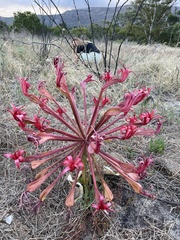 Brunsvigia orientalis