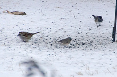 Zonotrichia albicollis