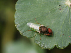 Hedriodiscus vertebratus