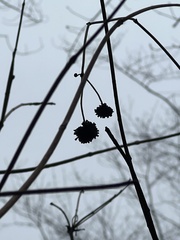 Cephalanthus occidentalis