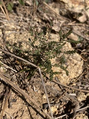 Calluna vulgaris