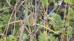 Acrocephalus bistrigiceps