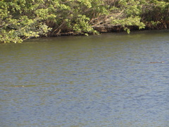 Crocodylus acutus